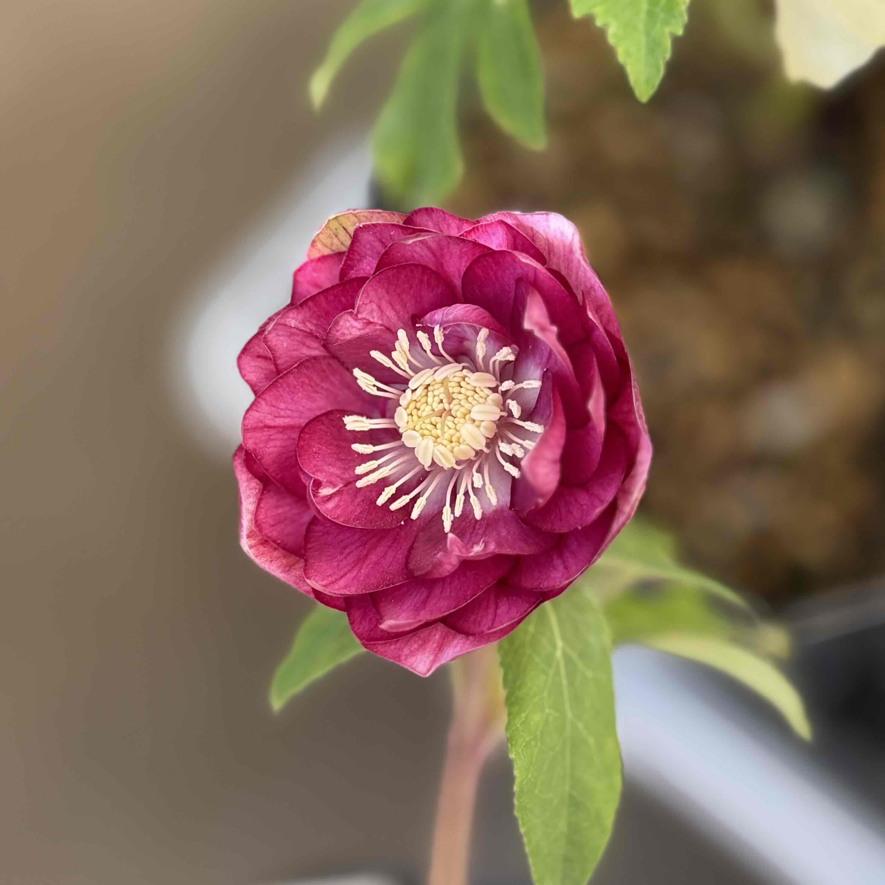 公認）グロッシーカラー☆ゴールド【ka328】 | グリーンホビー