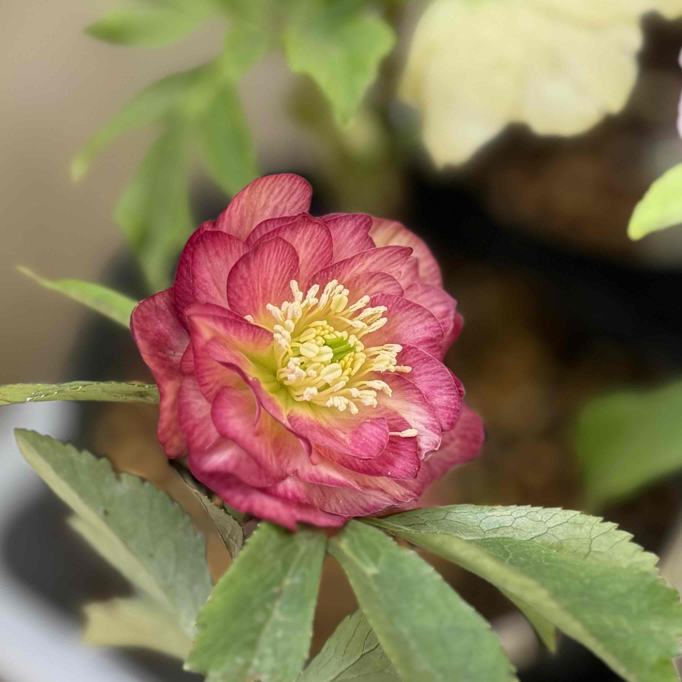 公認）グロッシーカラー☆【ka329】 | グリーンホビー