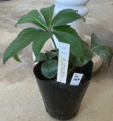 最新交配タグ苗）小輪超多弁桜利休ねらい　♂22-L63sd-黄金桜利休（フラ）&times;♀20-小9SS-W小超多花【So139】24-111 