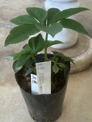 最新交配タグ苗）整形超多弁ねらい　♂22-T141Tdd-糸ピコ整形VG10&times;♀22-T95Tdd-W【So140】24-T30 