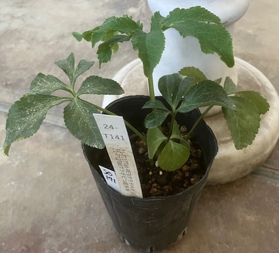 最新交配タグ苗）パステル系超多弁ねらい　♂21-P12Tddグラデピコ超多弁&times;♀21-T117Tdd-REV グラデベイン【So141】 24-T141