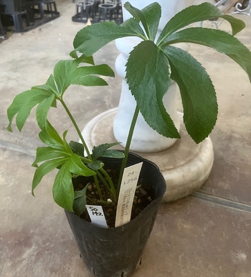 最新交配タグ苗）小桜利休ねらい　♂22-L63sd-黄金桜利休（フラ）&times;♀20-小11dd-pkリップ【So142】 24-L256