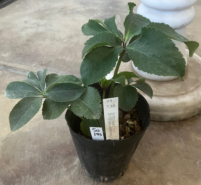 最新交配タグ苗）超多弁段咲きねらい ♂22-T25Tdd-pa段咲きVG7×♀22