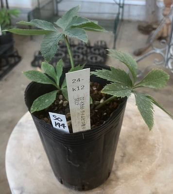 最新交配タグ苗）強香ねらい　♂SELF&times;♀22-K8dd-ライムピコ香り【So144】 24-K12