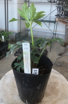 最新交配タグ苗）多弁綾波系ねらい　♂22-F9dd-WフリルVG&times;♀20-T166dd-pkチョイ多弁（F）【So145】 24-F22