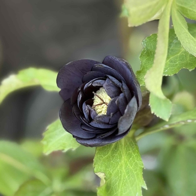 野田ブラックdd【No12】3.5㎝程