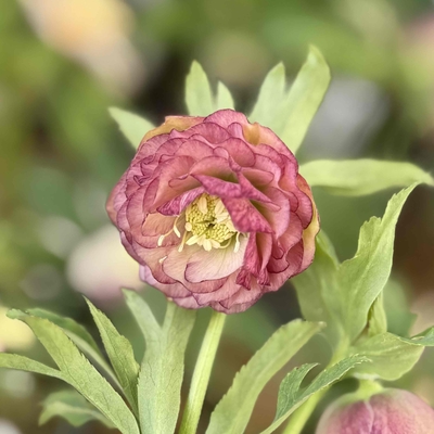 dd多弁系チョコレート&times;多弁系グロスレッドフレグランス【ka344】