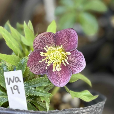 アンティークスポット【Wa19】3.5㎝