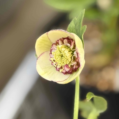 sd多弁系グロスライム&times;sd多弁ホワイト※段咲整形【ka347】