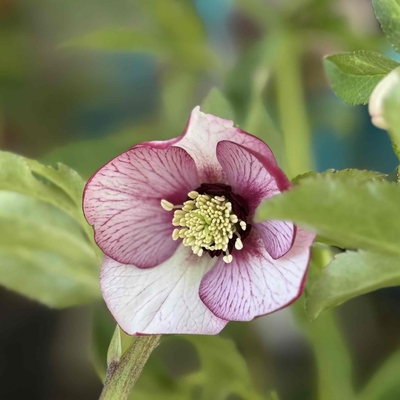 ルージュピコティ【Wa21】