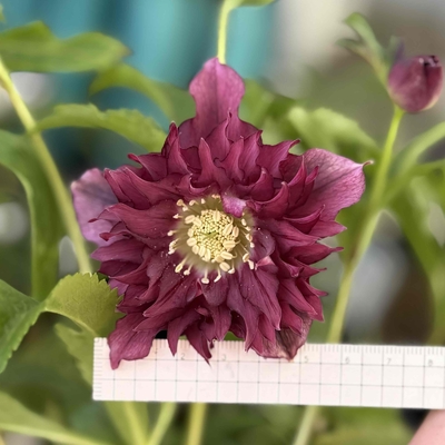 細弁レッド多弁【Hi48】