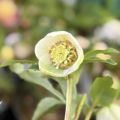 手毬小輪hybrid多弁sd【ka353】