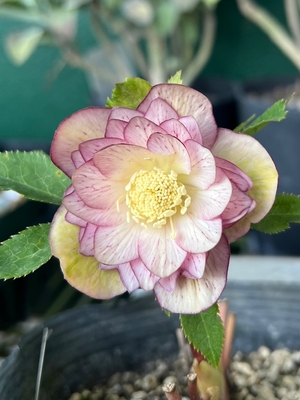 公認）ホワイトアフロディーテ 小輪血統【ka323】 | グリーンホビー