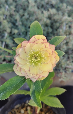 sd多弁カップイエロー&times;dd多弁小輪フレグランスグロスアプリコット【ka360】