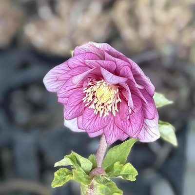 多弁5ピンクゴールドグラデーションフラッシュ&times;多弁6クリームゴールド(アフロ多花系)【ka376】