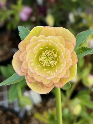 公認）グロッシーカラー☆（dd多弁系ピンクグラデーションリバース&times;dd多弁グロスフレグランスイエロー）【ka306】