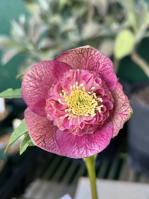 公認）アンティークモーリー【ka419】