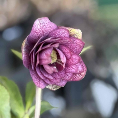 dd多弁系グロスダークシル&times;OG多弁グロスイエローGHyb【ka368】