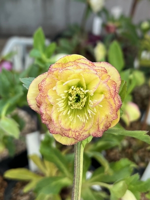 公認）リトルアフロディーテ（dd多弁系リトルレッドリバーシブル&times;sd多弁小輪イエローピコティ）【ka308】