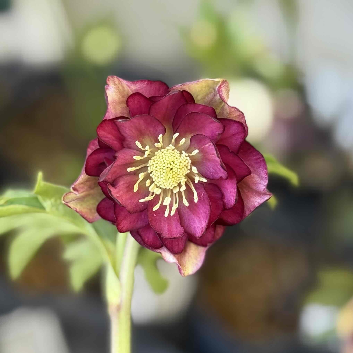 公認）グロッシーカラー☆【ka393】アンティークレッド | グリーンホビー