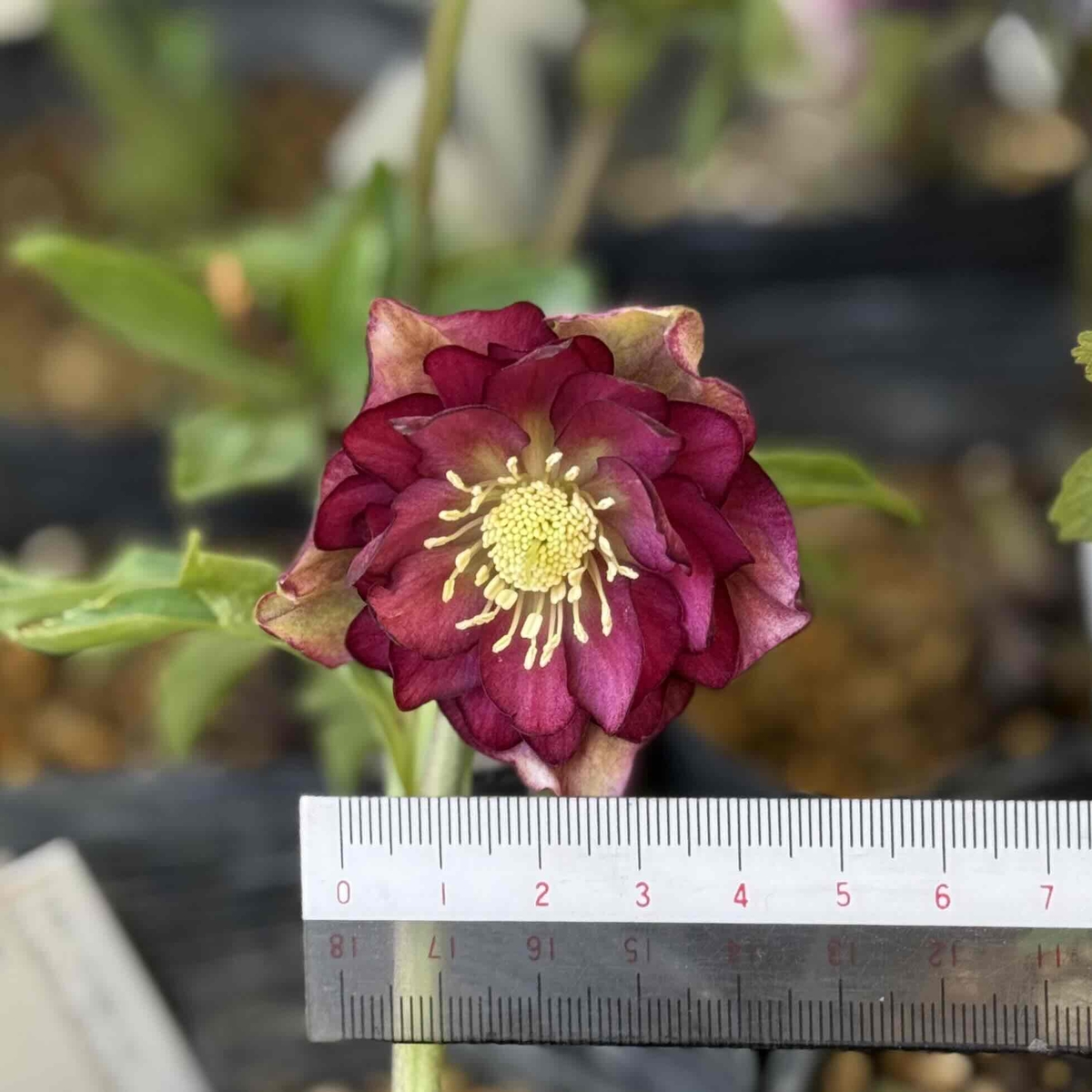 公認）グロッシーカラー☆【ka393】アンティークレッド | グリーンホビー