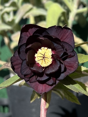 公認）グロッシーカラー☆ゴールド【ka311】