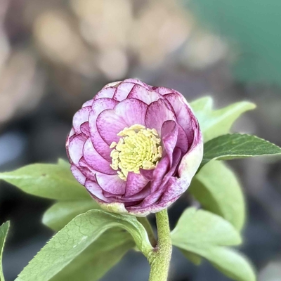 手毬交配（dd多弁系小輪ホワイトグラデーション&times;sd多弁系手毬プリマヴェーラ）【ka371】