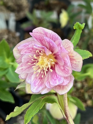 公認）プリマヴェーラピンクグラデーション（dd多弁プリマヴェーラゴールド&times;dd多弁系プリマヴェーラ））【ka313】