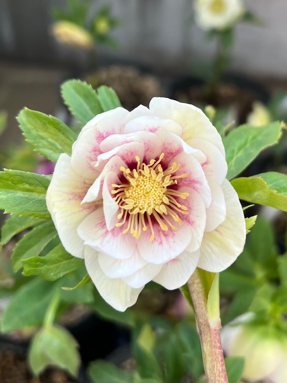 ホワイトゴールドフラッシュ×プリマヴェーラゴールド★クリスマスローズ交配苗★ 公認）プリマヴェーラゴールド（ddグリーンフラッシュGhyb×dd