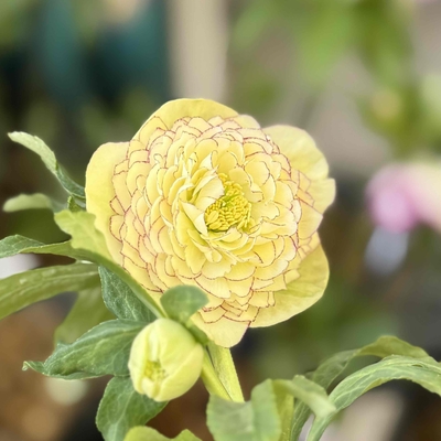 公認）アフロディーテ【ka390】特A