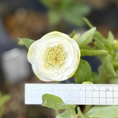 公認）リトルアフロディーテ【ka387】（dd多弁レッドバイカラー&times;dd多弁小輪ホワイト）