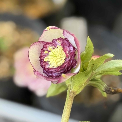 手毬交配（dd多弁系小輪ホワイトグラデージョン&times;sd多弁系手毬プリマヴェーラ）【ka385】