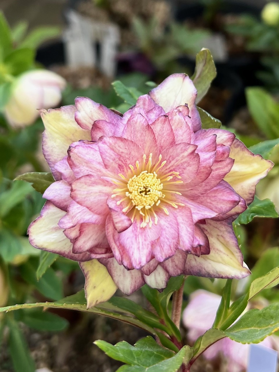 3Dローズ（sd多弁系プリマヴェーラホワイトゴールド×dd多弁系グロス