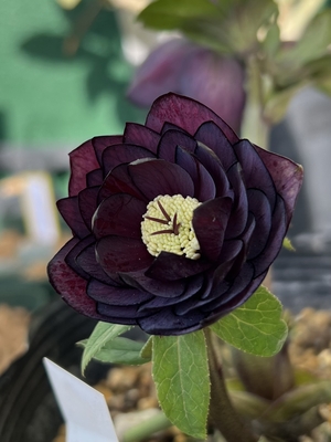 sd多弁系ワインレッド（&times;100）&times;dd多弁系ダークパープル【ka423】