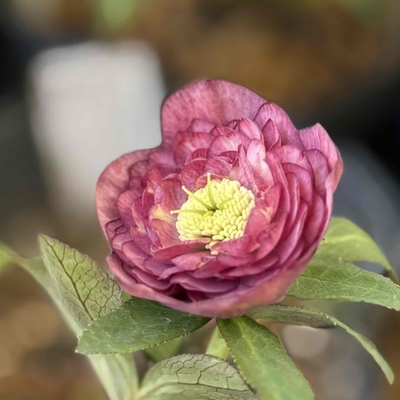 公認）アンティークアフロディーテ【ka383】dd多弁イエローグラデーション&times;dd多弁グロス小輪フレグランスアプリコット