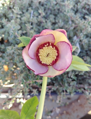 sd多弁系紅白HYB&times;sd多弁ゴールド【ka366】