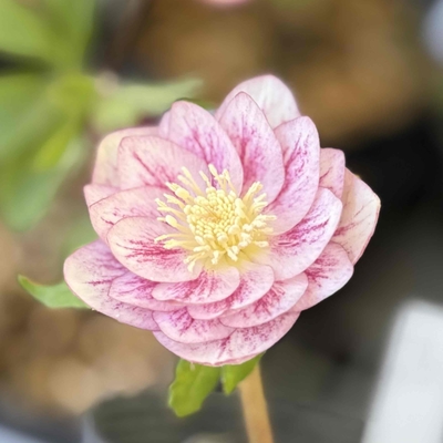 公認）プリマヴェーラピンクゴールド【ka381】