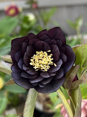 八咫烏交配（dd多弁系グロスチョコレート&times;八咫烏KT24183）【ka405】