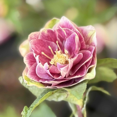 公認）ホワイトアフロディーテ 小輪血統【ka323】 | グリーンホビー