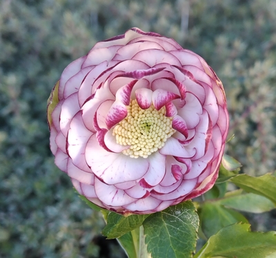 多弁6クリアレッドバイカラーピコティ&times;多弁9レッドバイカラー【ka357】