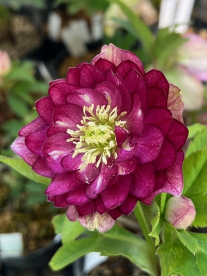 公認）毬姫【ka75】 | グリーンホビー