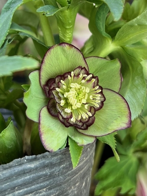 公認）Wild Collection【ka331】直径3.5㎝