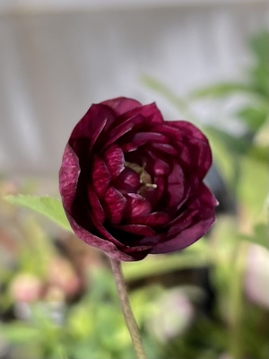 公認）グロッシーカラー☆（dd絞り小輪ピンク&times;ddグロスレッド多弁系）【ka335】