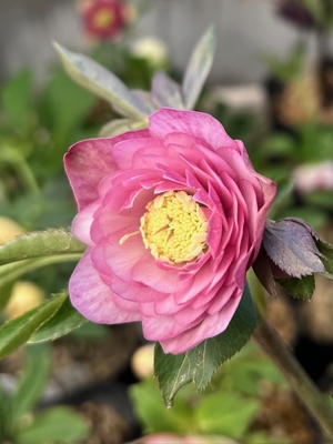 dd多弁小輪ホワイト&times;dd多弁グロスダークレッド【ka401】