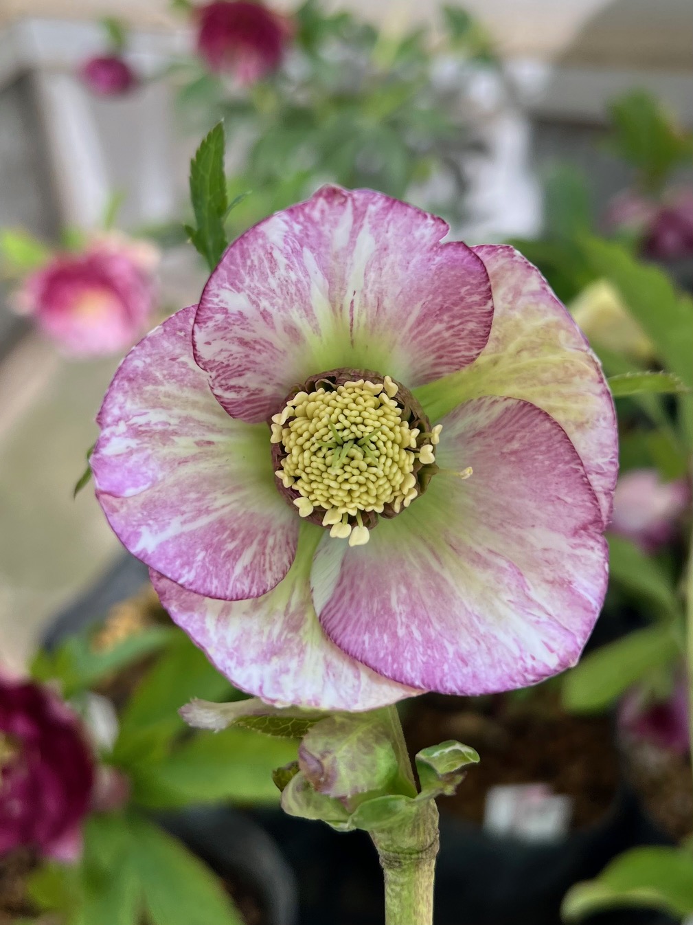 クリスマスローズ dd グロス系グリーン フレグランス クリスマスローズ dd グロス系グリーン フレグランス クリスマスローズ