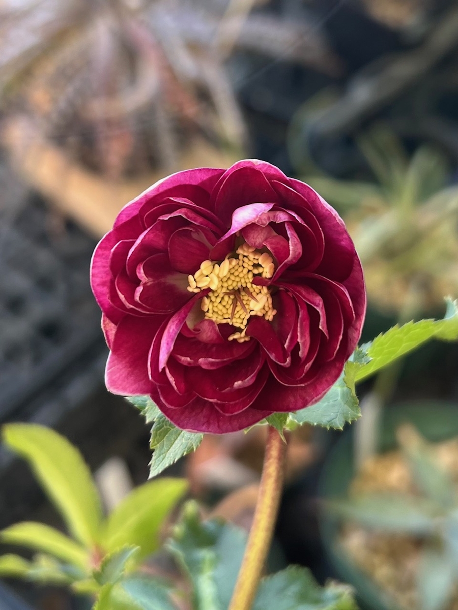 ローズ ㉖-214クリスマスローズ - メルカリ