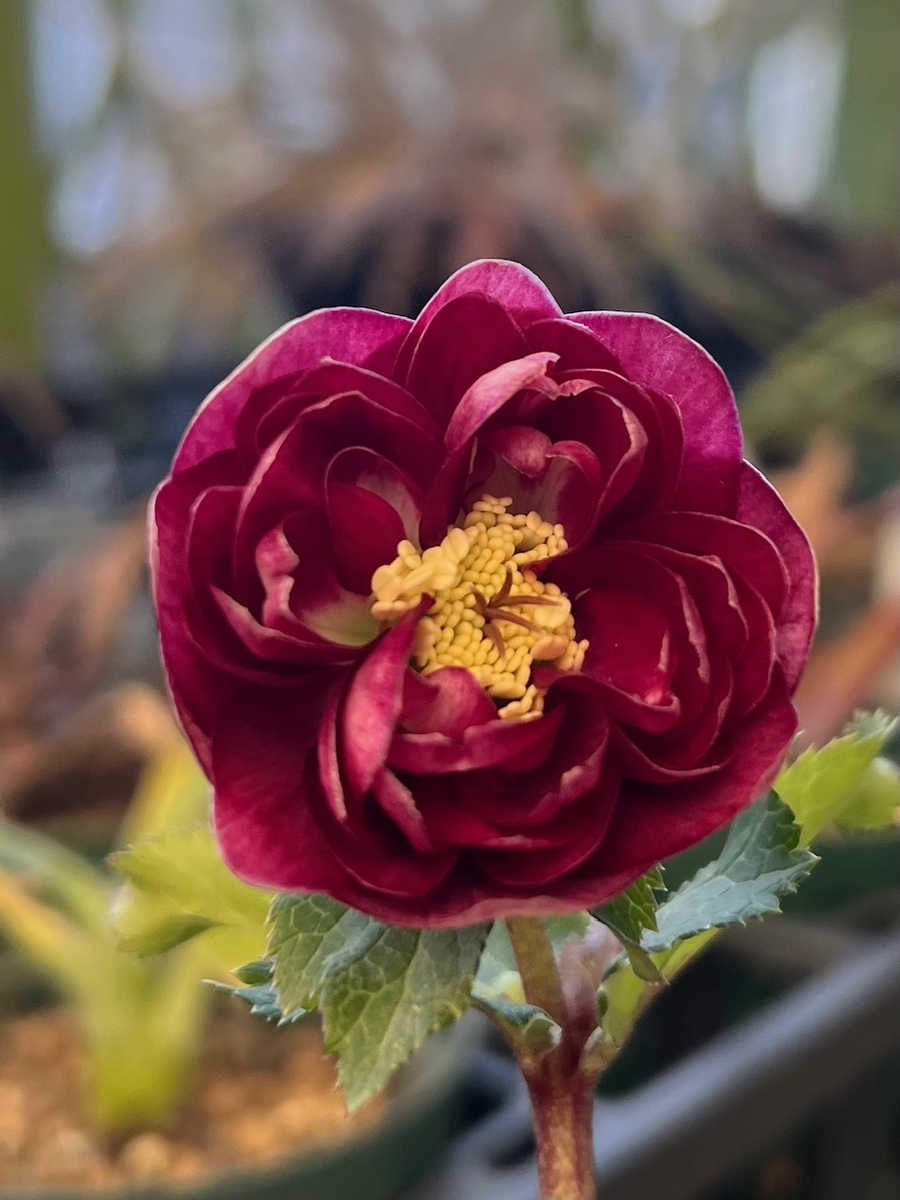 公認）グロッシーカラー☆【ka400】ロゼット咲き | グリーンホビー