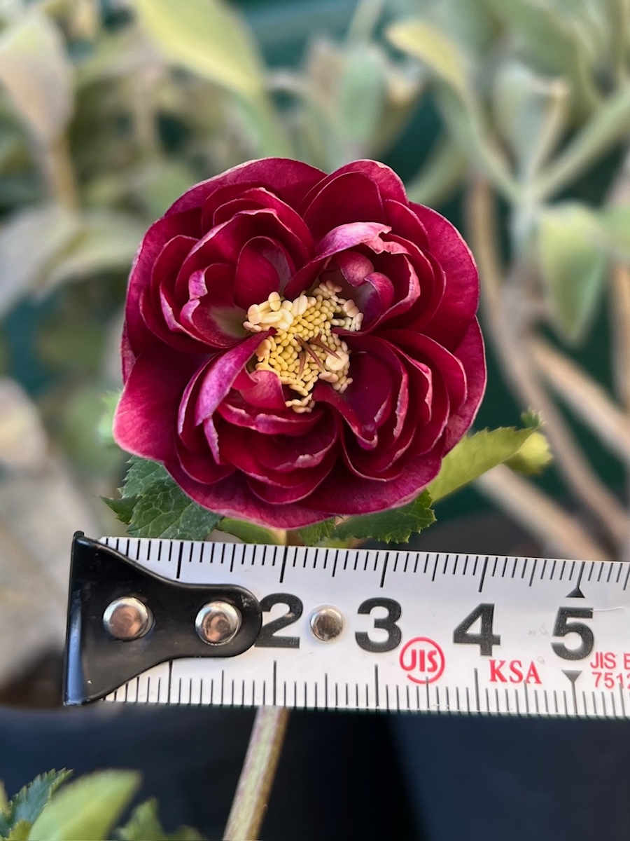 公認）グロッシーカラー☆【ka400】ロゼット咲き | グリーンホビー