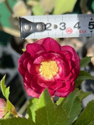 公認）グロッシーカラー☆ゴールド（ddプリマヴェーラピンクゴールド&times;ddグロスディープレッドゴールドOG）【ka337】