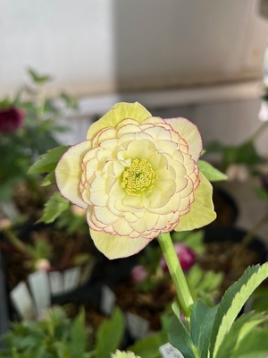 公認）アフロディーテ（dd多弁系グロスイエローピコティ&times;ddアンティークアフロメビウス）【ka338】